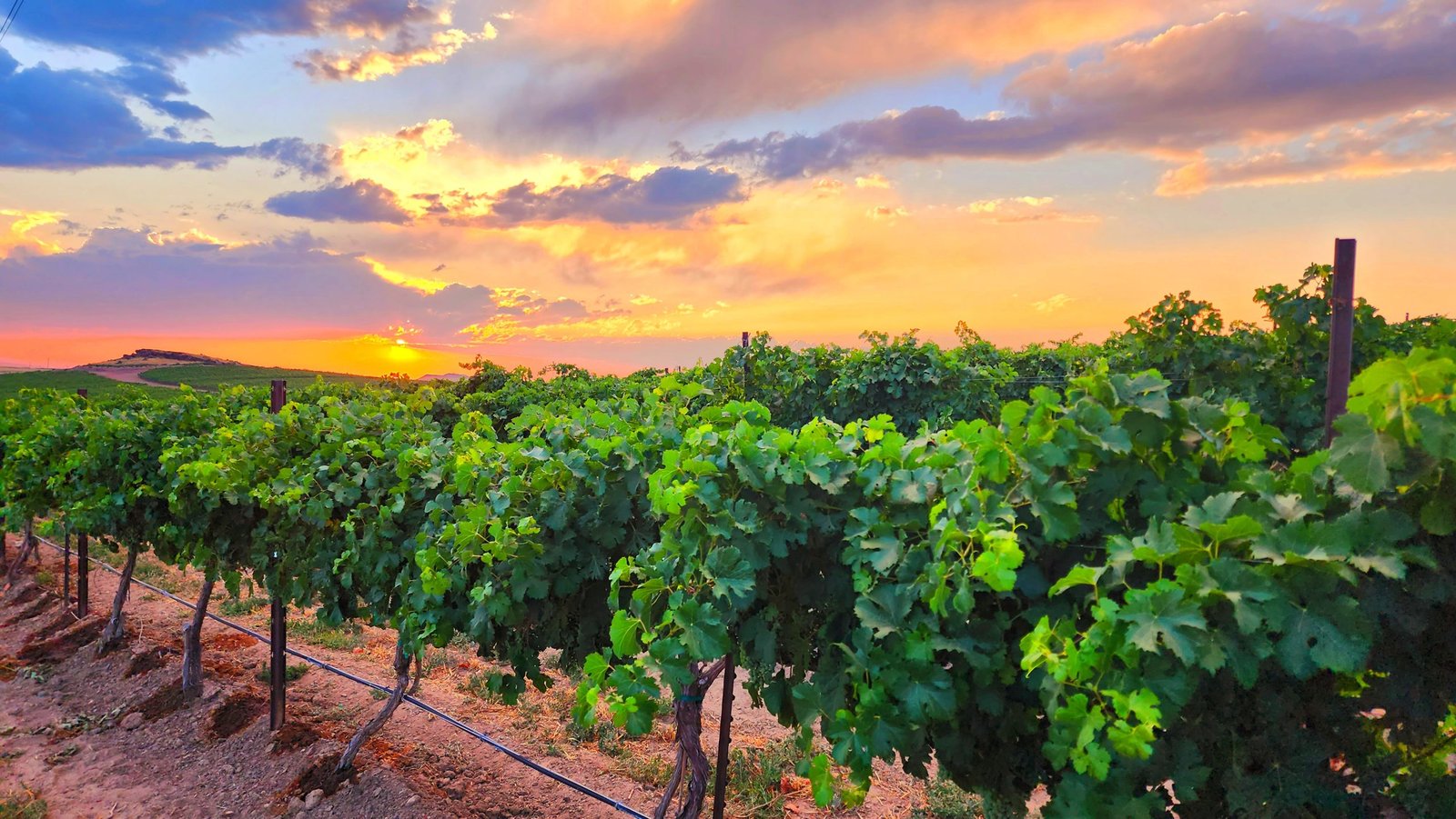 Telaya West Vineyard